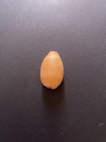Cypraea reevei observed 2026-05-30