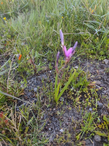 Hesperantha pauciflora, photograph 1
