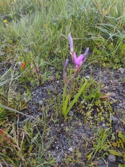 Hesperantha pauciflora