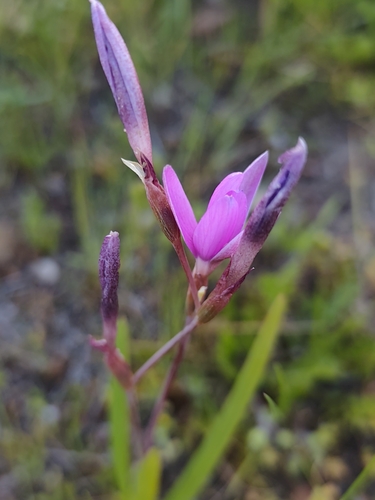 Hesperantha pauciflora, photograph 2
