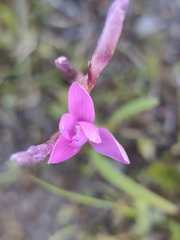 (c) Jeanette Clarke, some rights reserved (CC BY-SA) Hesperantha pauciflora, photograph (c) Jeanette Clarke, some rights reserved (CC BY-SA)