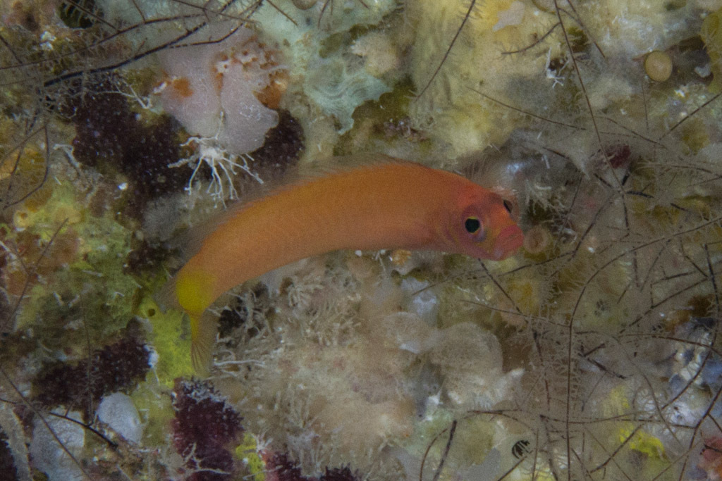 Fine-Scaled Dottyback