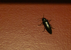 Melanactes densus