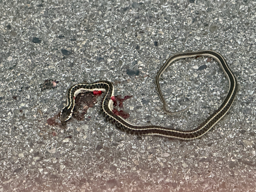 iNaturalist observation photo of Western Terrestrial Garter Snake