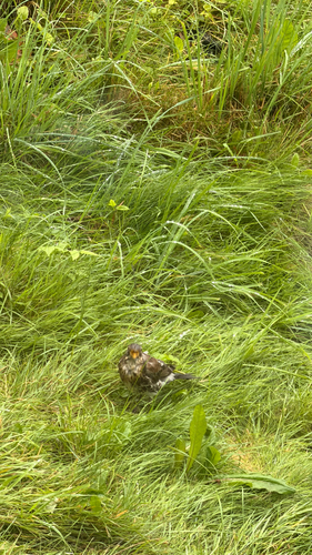 Fieldfare