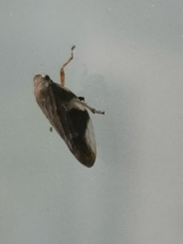 Meadow Spittlebug