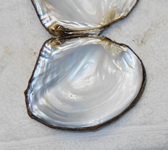 Lasmigona complanata