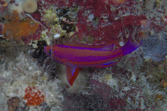 Pseudanthias randalli