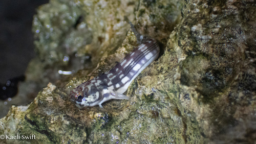 Blenniella paula observed 2026-07-25