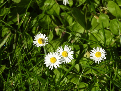 Lawn daisy