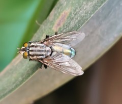 Sarconesia chlorogaster