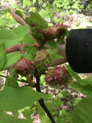Phylloxera spinosa