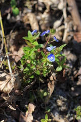Veronica umbrosa