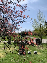 Cornus florida rubra