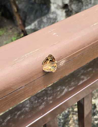 Lesser Purple Emperor