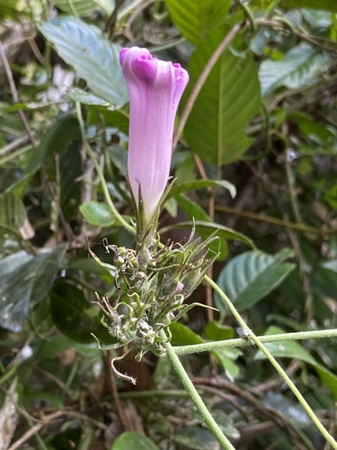 oceanblue morning glory