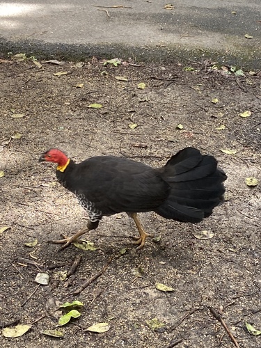 Australian Brushturkey