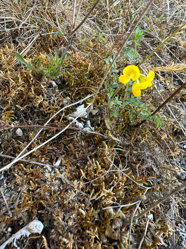 Hippocrepis comosa, photograph 4
