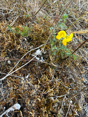Hippocrepis comosa, photograph (c) L. Miles Horne, some rights reserved (CC BY)
