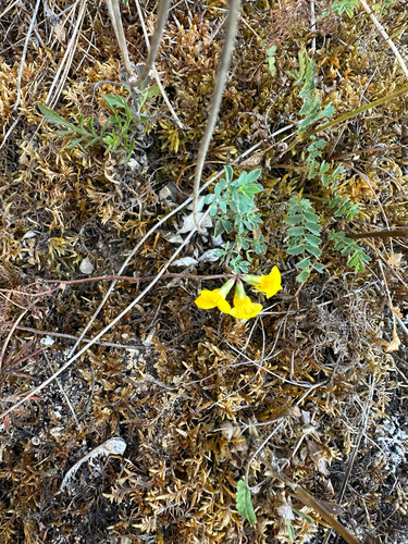 Hippocrepis comosa, photograph 3