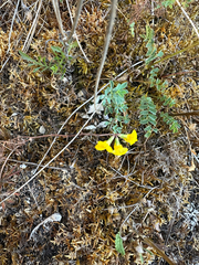 Hippocrepis comosa, photograph (c) L. Miles Horne, some rights reserved (CC BY)