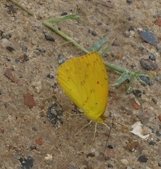 Phoebis argante
