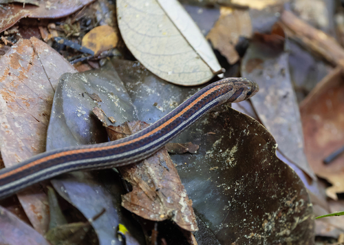 Oligodon octolineatus, 2026-06-14