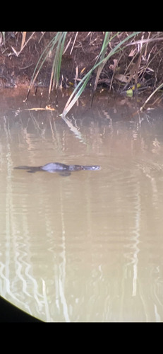 Platypus