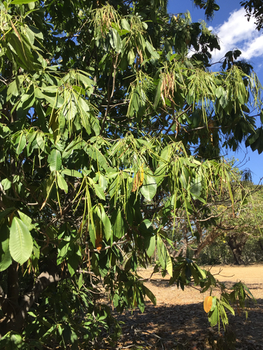 Alstonia spectabilis observed 2026-07-30