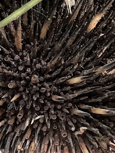 Short-beaked Echidna