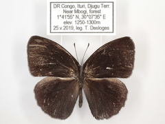 Bicyclus smithi smithi