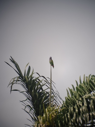 Blue-headed Parrot