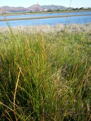 Juncus lesueurii