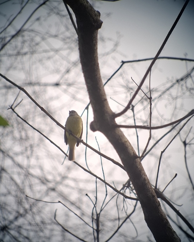 Yellow-crowned Tyrannulet