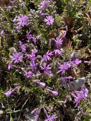 Phlox subulata