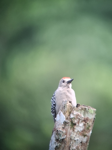 Red-crowned Woodpecker