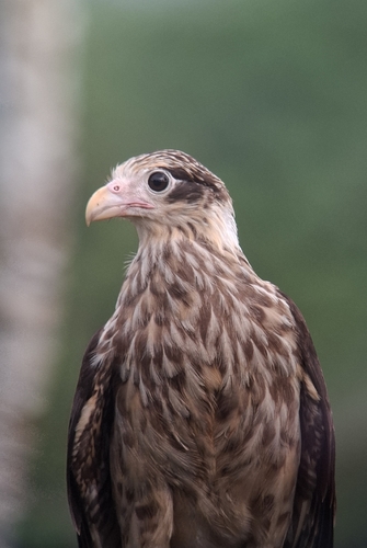 Yellow-headed Caracara