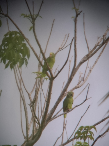 Yellow-crowned Amazon