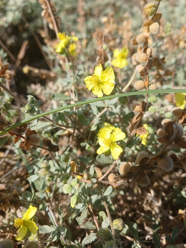 Helianthemum stipulatum, photograph 1