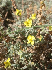 Helianthemum stipulatum