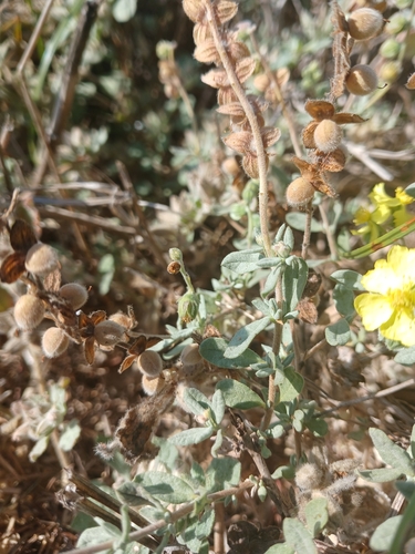 Helianthemum stipulatum, photograph 2