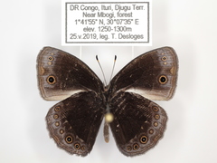 Bicyclus smithi smithi