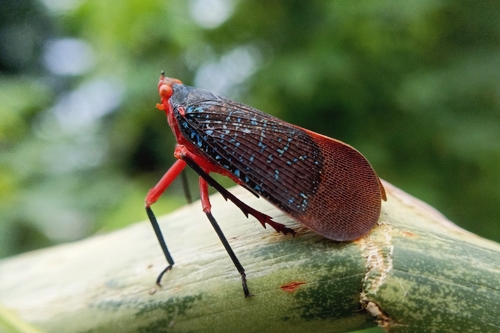 Kalidasa albiflos