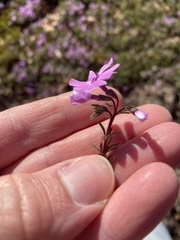 Phlox subulata