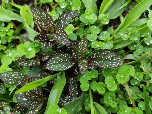 Polka Dot Plant