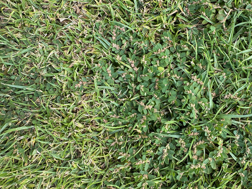 Euphorbia thymifolia, 2026-07-29