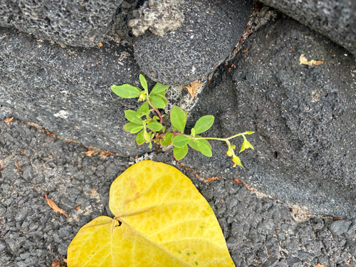Talinum fruticosum observed 2026-07-29