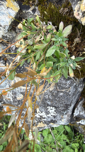 Draba nemorosa observed 2026-07-28