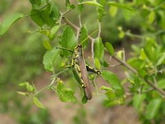 Schistocerca alutacea