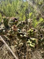 Cylindropuntia californica